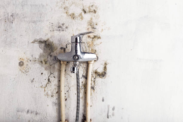 Best Commercial Mold Removal  in Lake Forest, CA