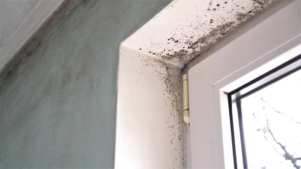 Best Residential Mold Removal  in Lake Forest, CA
