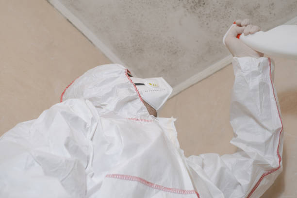 Best Mold Remediation  in Lake Forest, CA